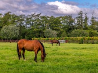 Irish National Stud & Gardens